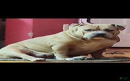 American Bully dogs for sale: National Champion Jack - Image 49