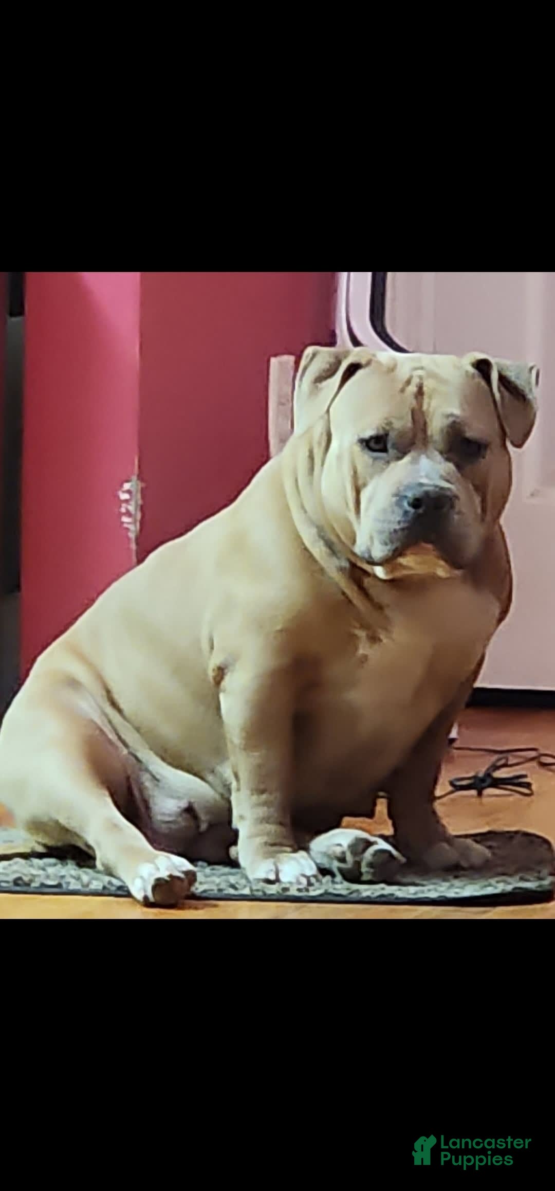 American Bully dogs for sale: National Champion Jack - Image 49