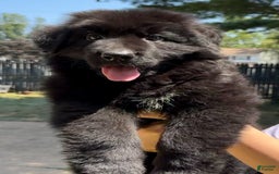 German Shepherd dogs for sale: Ranger - Image 4