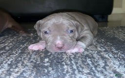American Bully dogs for sale: Bella - Image 2
