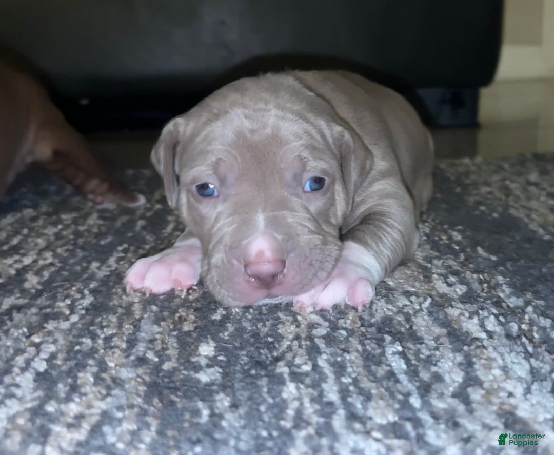 American Bully dogs for sale: Bella - Image 2
