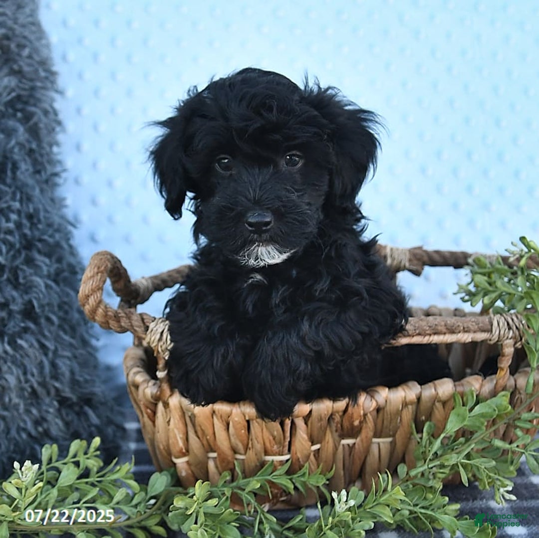 Havapoo dogs for sale: Blake - Image 3