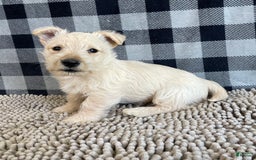 Scottish Terrier dogs for sale: Margie - Image 3