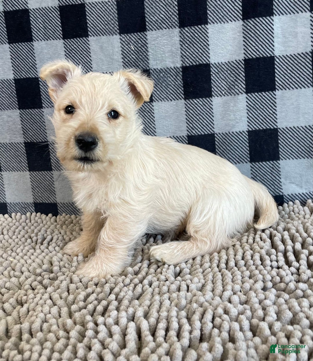 Scottish Terrier dogs for sale: Margie - Image 3