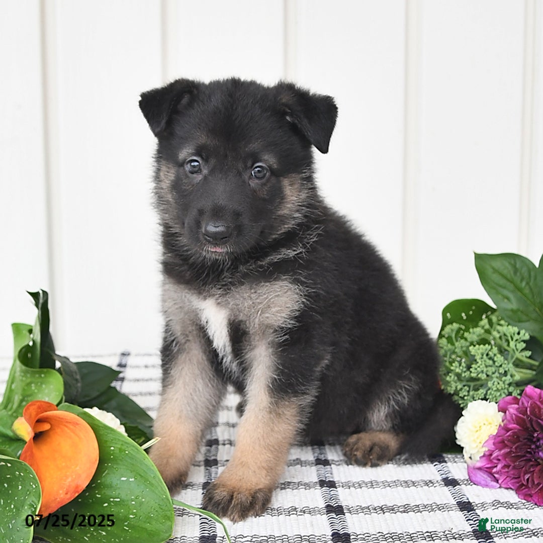 German Shepherd dogs for sale: Brooklyn - Image 4