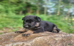 German Shepherd dogs for sale: Kai - Image 16