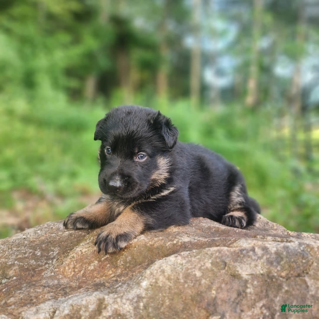 German Shepherd dogs for sale: Kai - Image 16