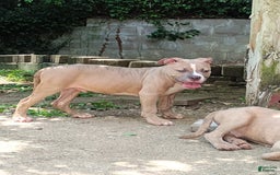 American Bully dogs for sale: Tony - Image 3