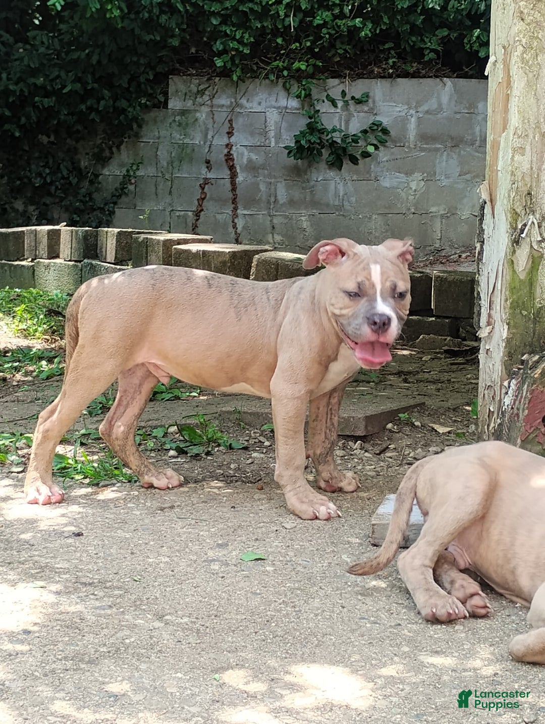 American Bully dogs for sale: Tony - Image 3