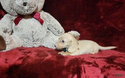 Miniature Dachshund dogs for sale: Butterbean - Image 16