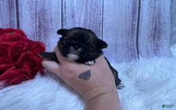 Shih Tzu dogs for sale: Nibs - Image 1