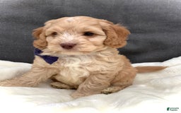 Cockapoo dogs for sale: Oliver - Image 7
