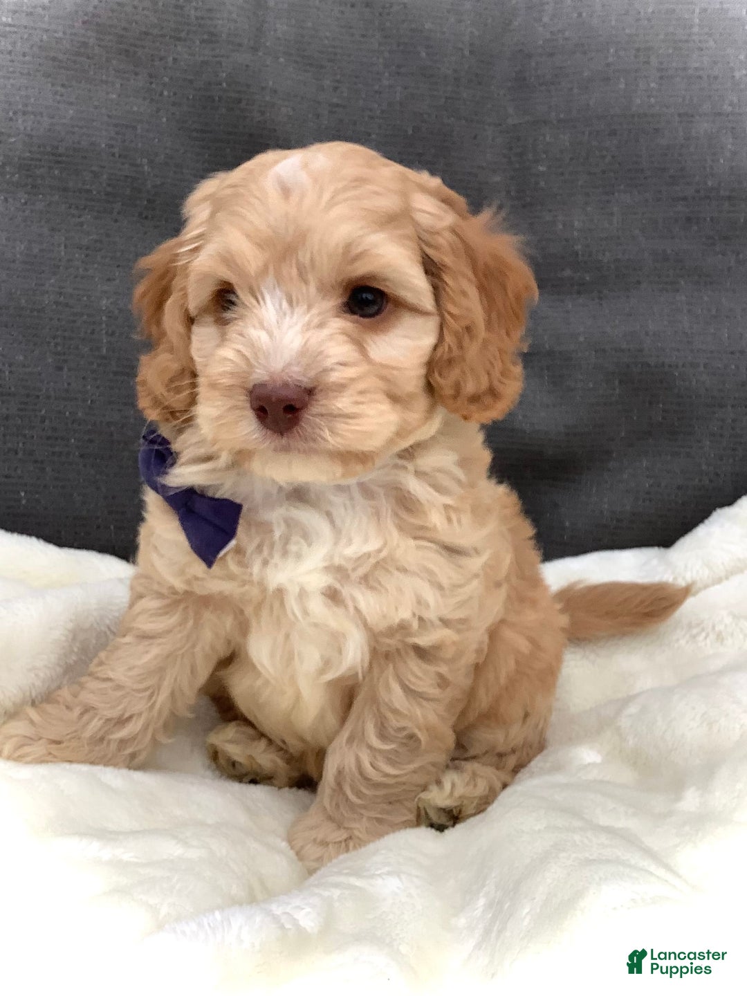 Cockapoo dogs for sale: Oliver - Image 7