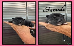 Alaskan Klee Kai dogs for sale: Velvet - Image 1