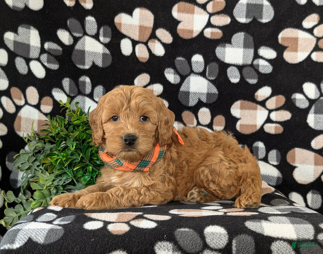 Cockapoo dogs for sale: Ferguson - Image 5