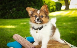 Papillon dogs for sale: Rome - Image 28