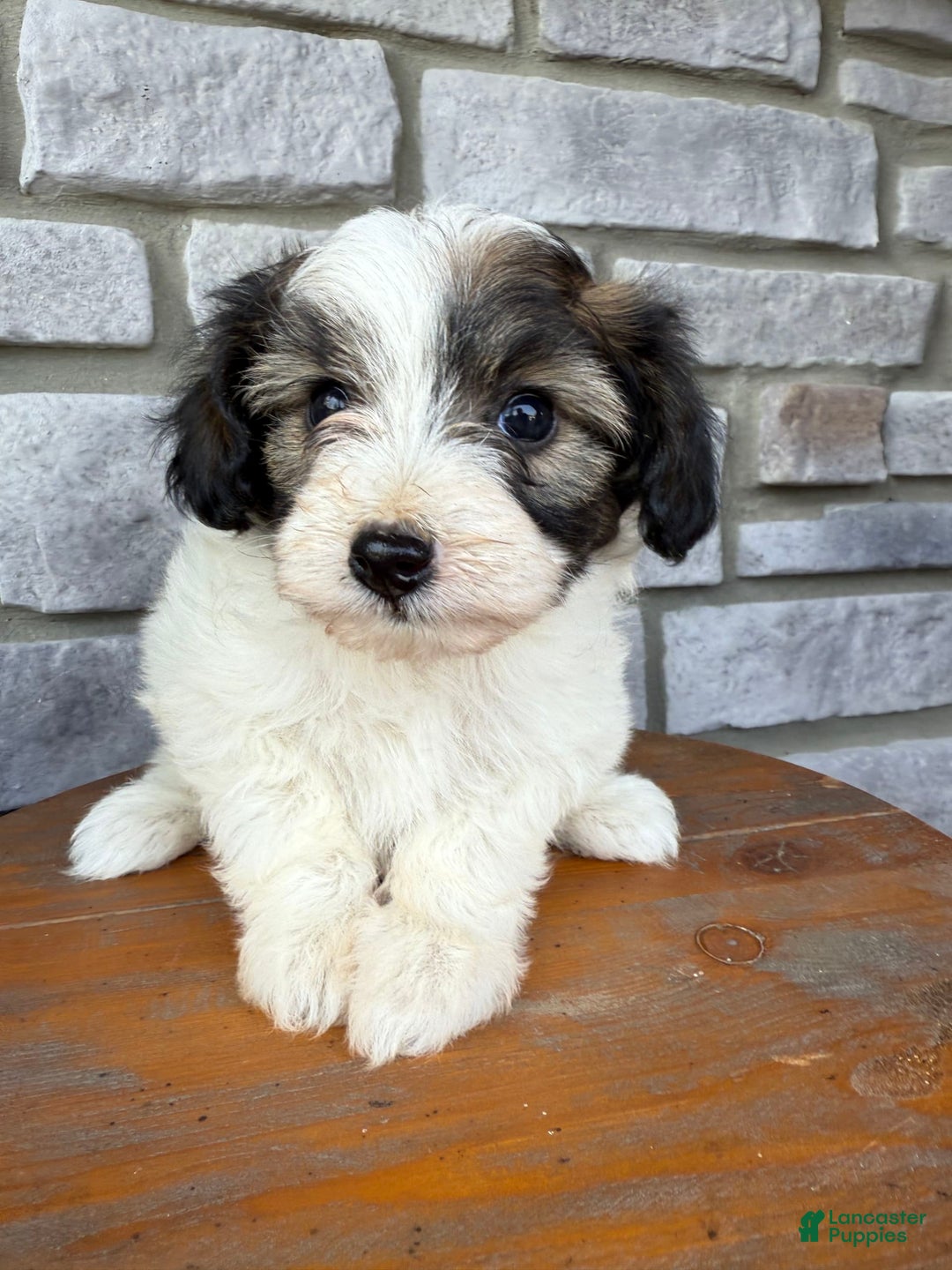 Teddy Bear dogs for sale: Elliott - Image 9
