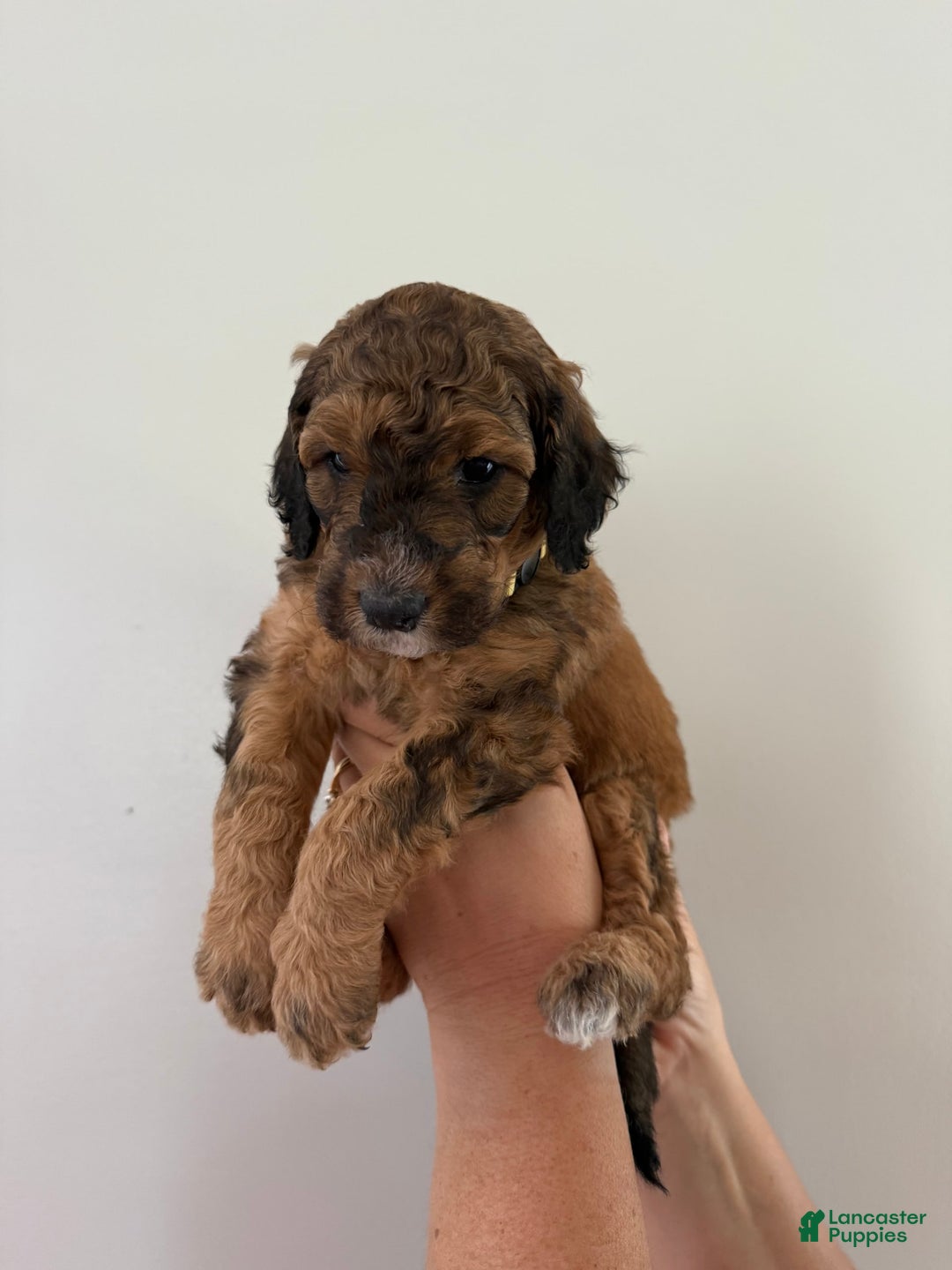 Bernedoodle dogs for sale: Yellow Collar Girl - Image 3