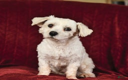 Maltese dogs for sale: Claire - Image 7