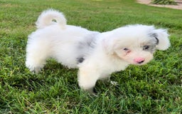 Mini Aussiedoodle dogs for sale: Bean - Image 8