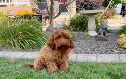 Cockapoo dogs for sale: Shellie - Image 9