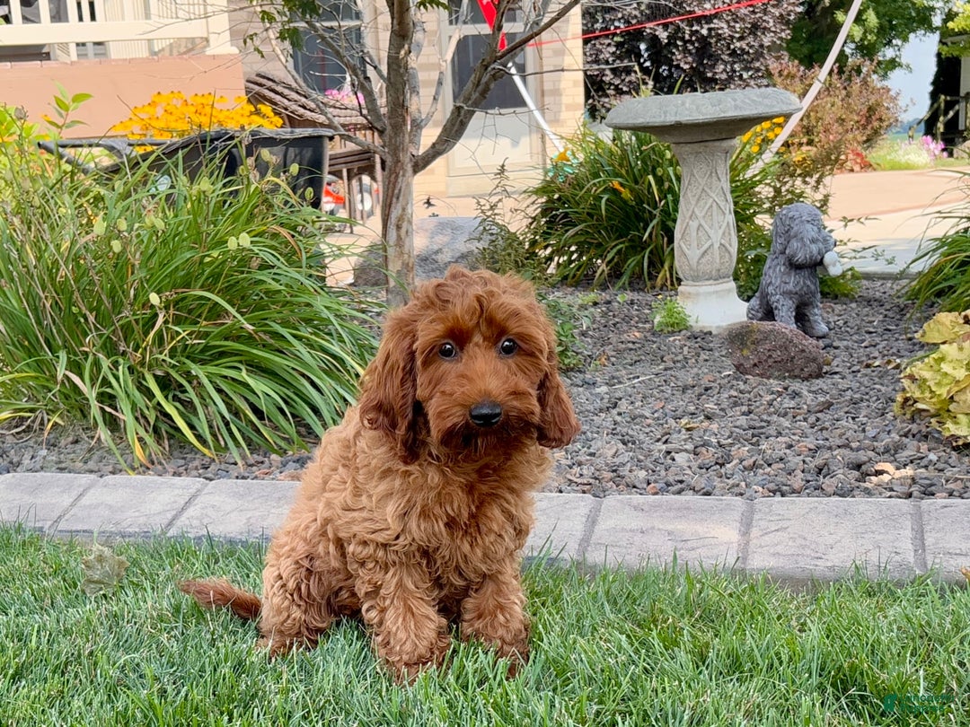Cockapoo dogs for sale: Shellie - Image 9