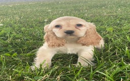 Cocker Spaniel dogs for sale: Otis - Image 1
