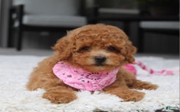 Miniature Poodle dogs for sale: Natasha - Image 9