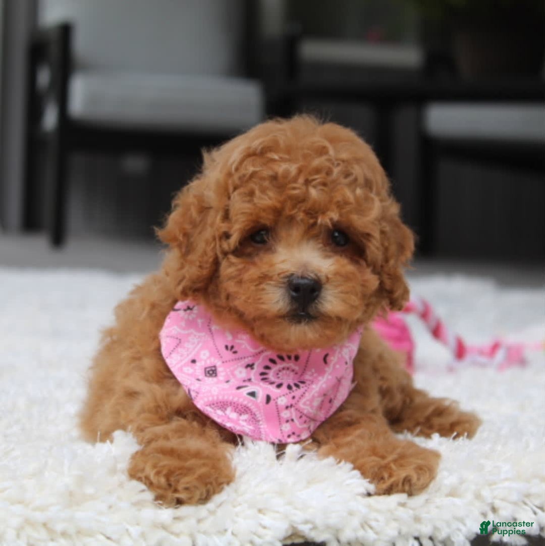 Miniature Poodle dogs for sale: Natasha - Image 9