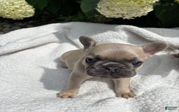 French Bulldog dogs for sale: Linus - Image 7