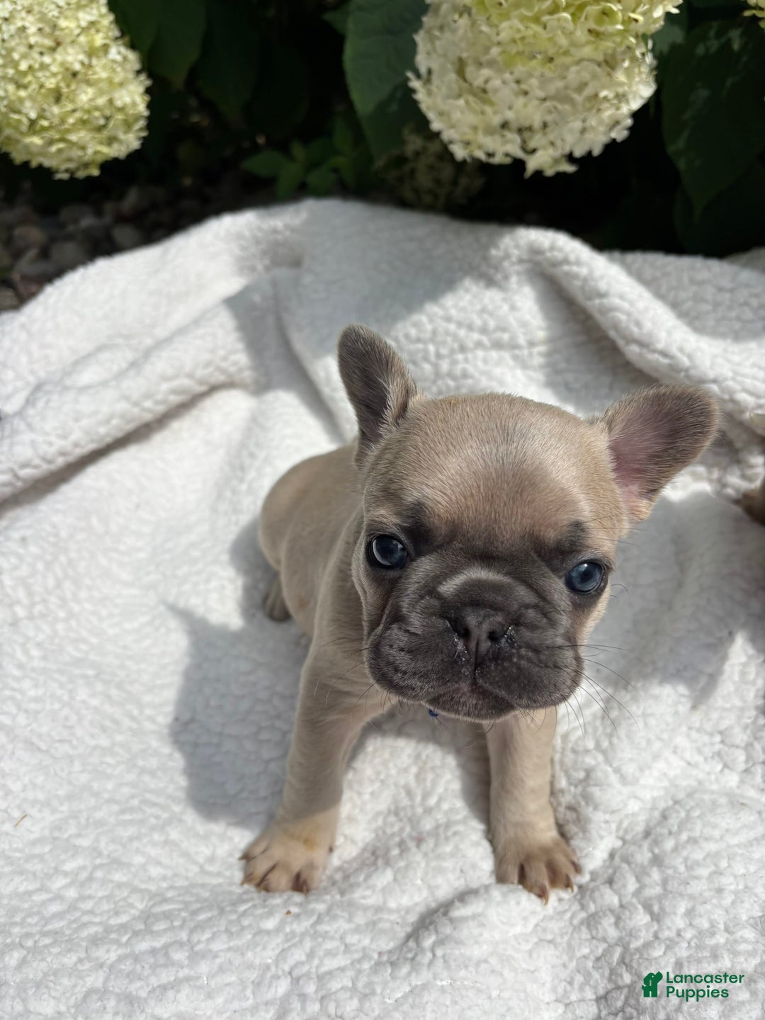French Bulldog dogs for sale: Linus - Image 7