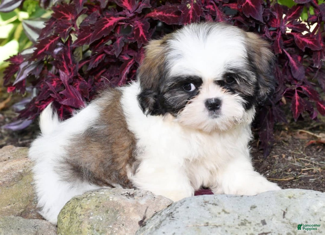 Shih Tzu dogs for sale: Denver - Image 7
