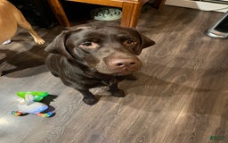 Labrador Retriever dogs for sale: Mocha - Listing for pets: Emma, Gunther, Chandler, Nubbin, Mocha - Image 3