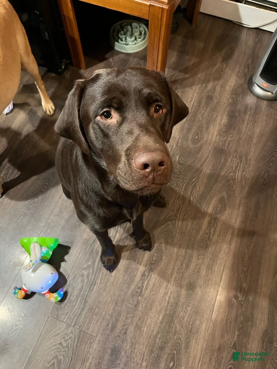 Labrador Retriever dogs for sale: Mocha - Listing for pets: Emma, Gunther, Chandler, Nubbin, Mocha - Image 3