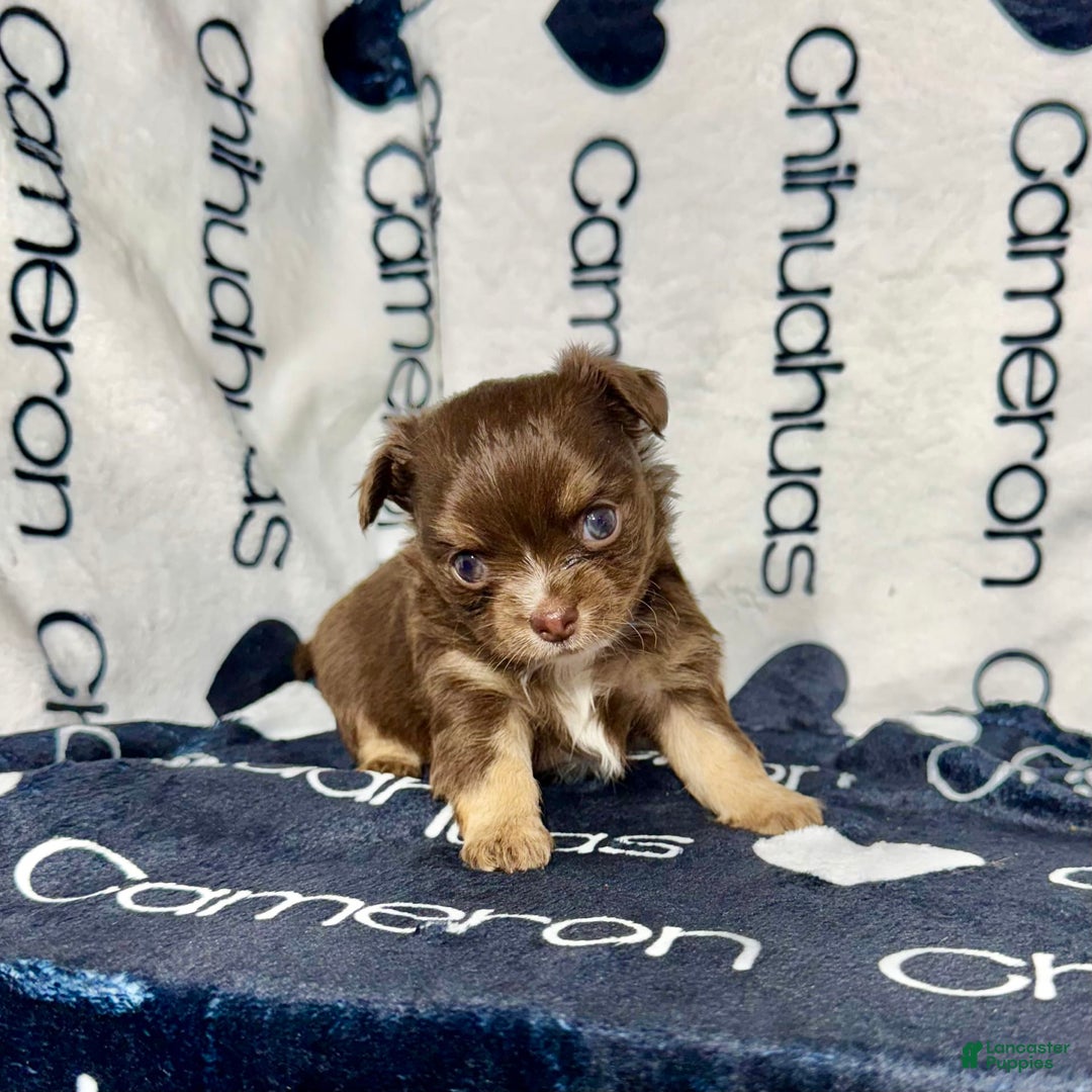 Chihuahua dogs for sale: Theodore Chocolate Lc - Image 4