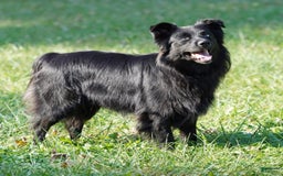 Australian Shepherd dogs for sale: Blaze - Image 6