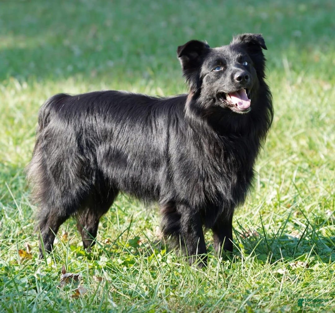 Australian Shepherd dogs for sale: Blaze - Image 6