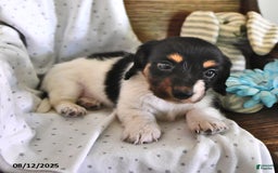 Miniature Dachshund dogs for sale: Trisha - Image 4