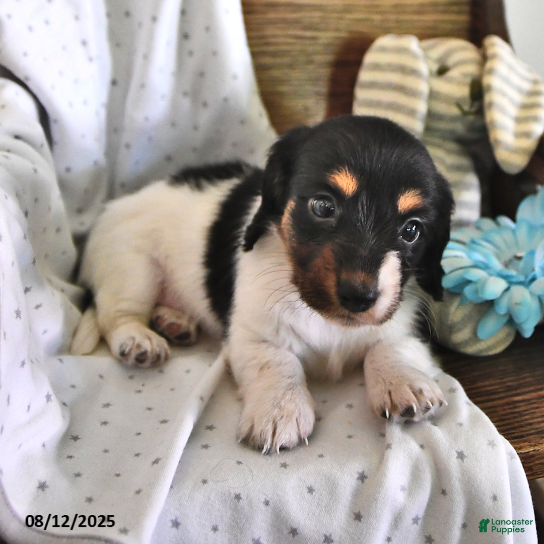 Miniature Dachshund dogs for sale: Trisha - Image 4