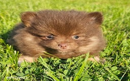 Pomeranian dogs for sale: Rosa - Image 3
