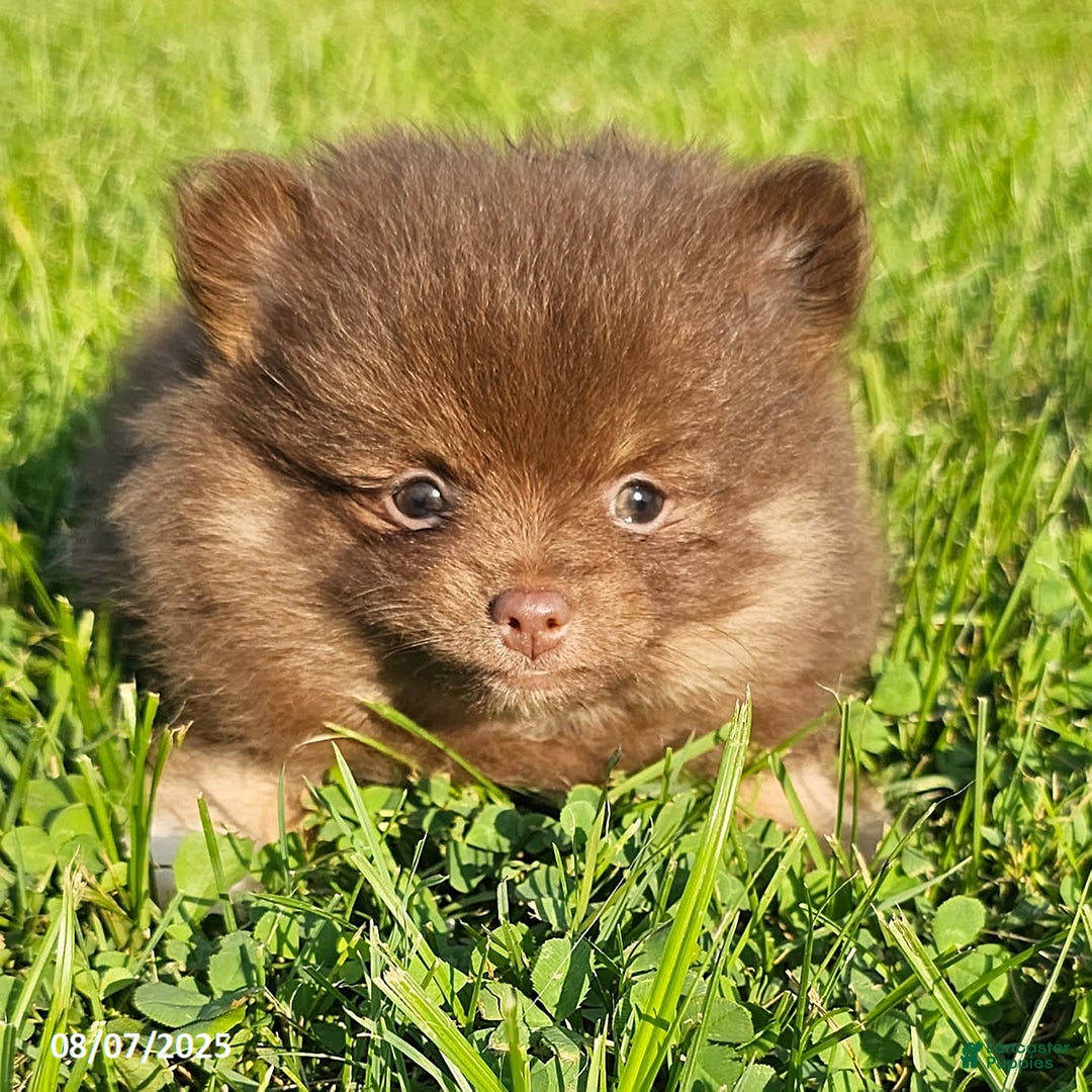 Pomeranian dogs for sale: Rosa - Image 3