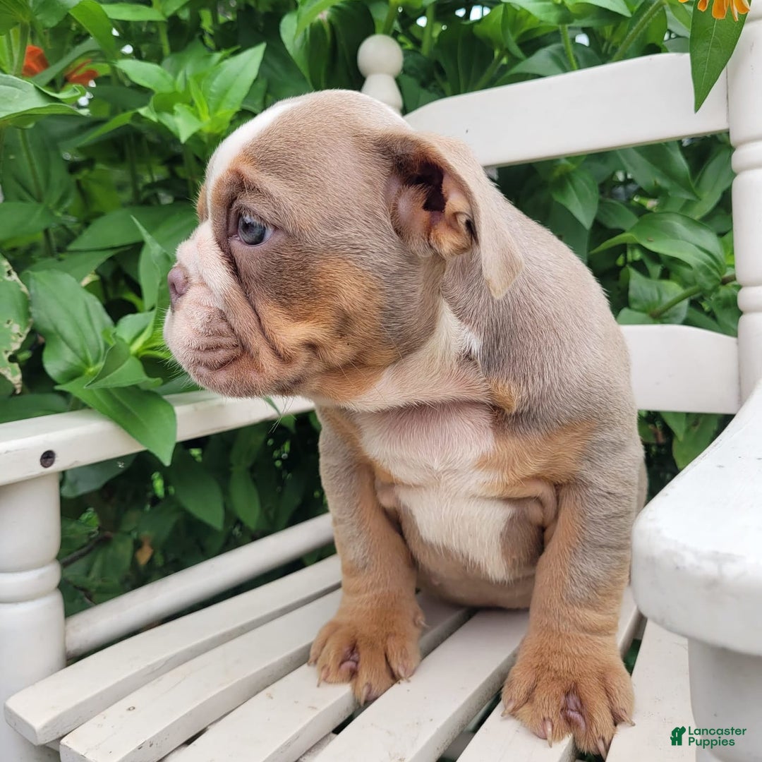 English Bulldog dogs for sale: Truffles - Image 17