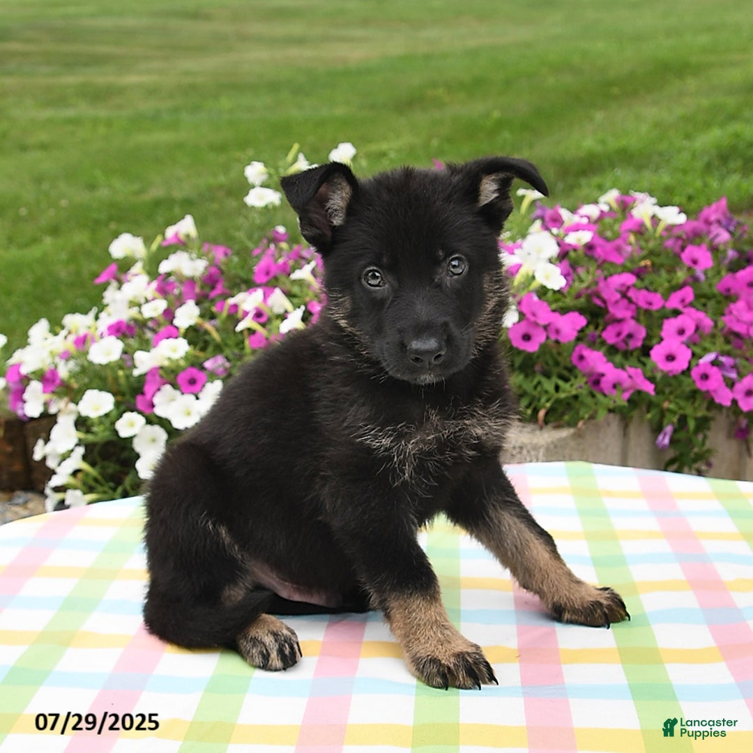 German Shepherd dogs for sale: Felix - Image 4