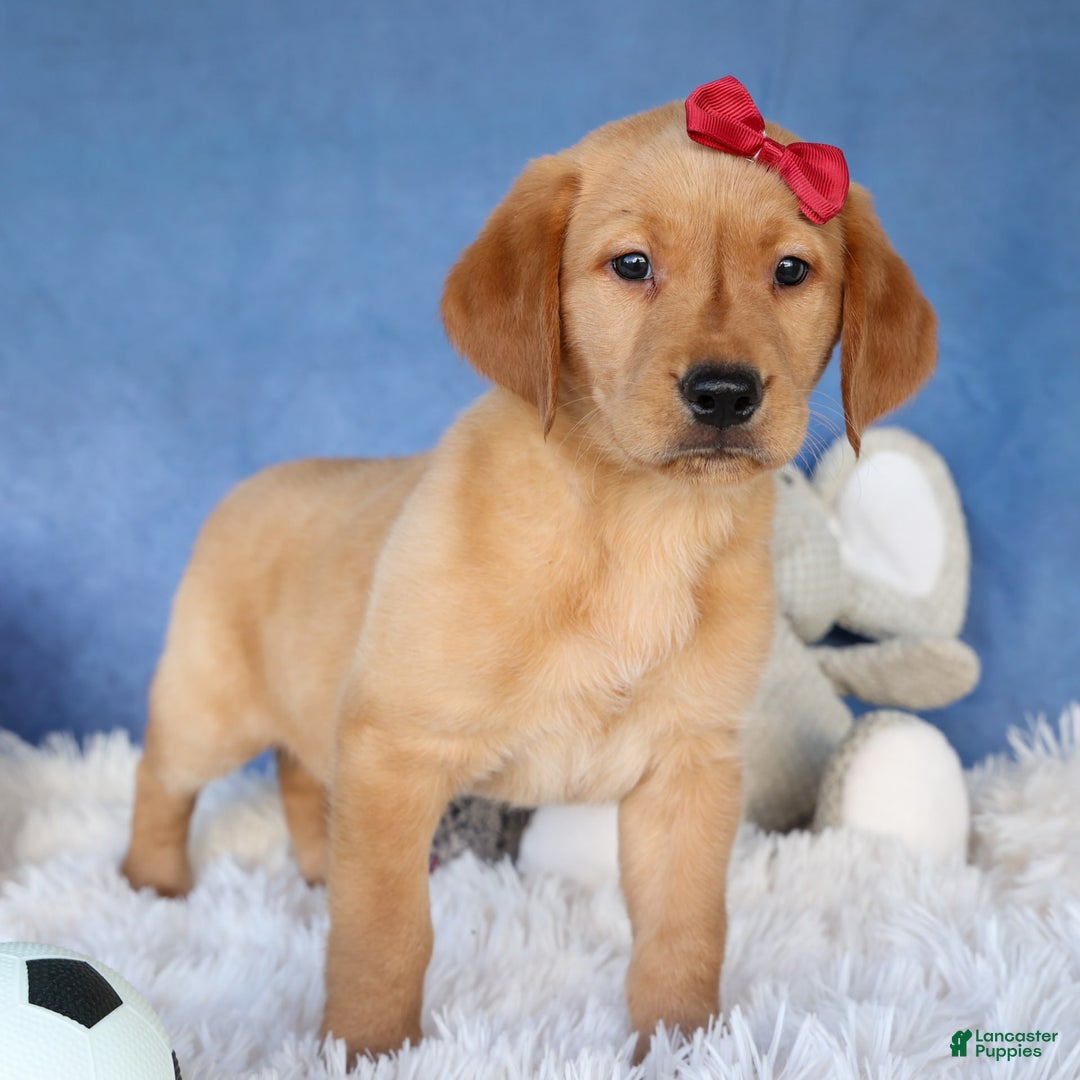 Labrador Retriever dogs for sale: Gus - Image 5