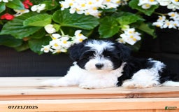 Maltese dogs for sale: Jem - Image 3