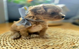 Maltipoo dogs for sale: Cloe - Image 7