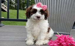 Cockapoo dogs for sale: Bella - Image 13
