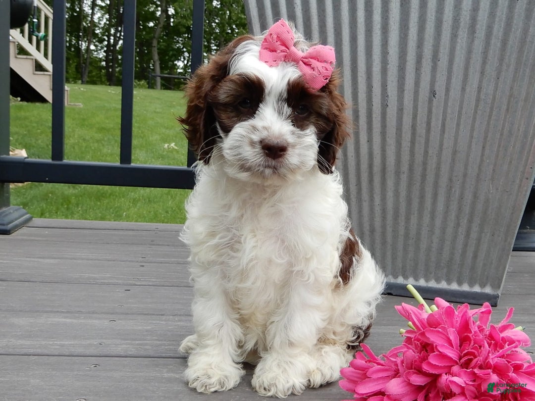 Cockapoo dogs for sale: Bella - Image 13
