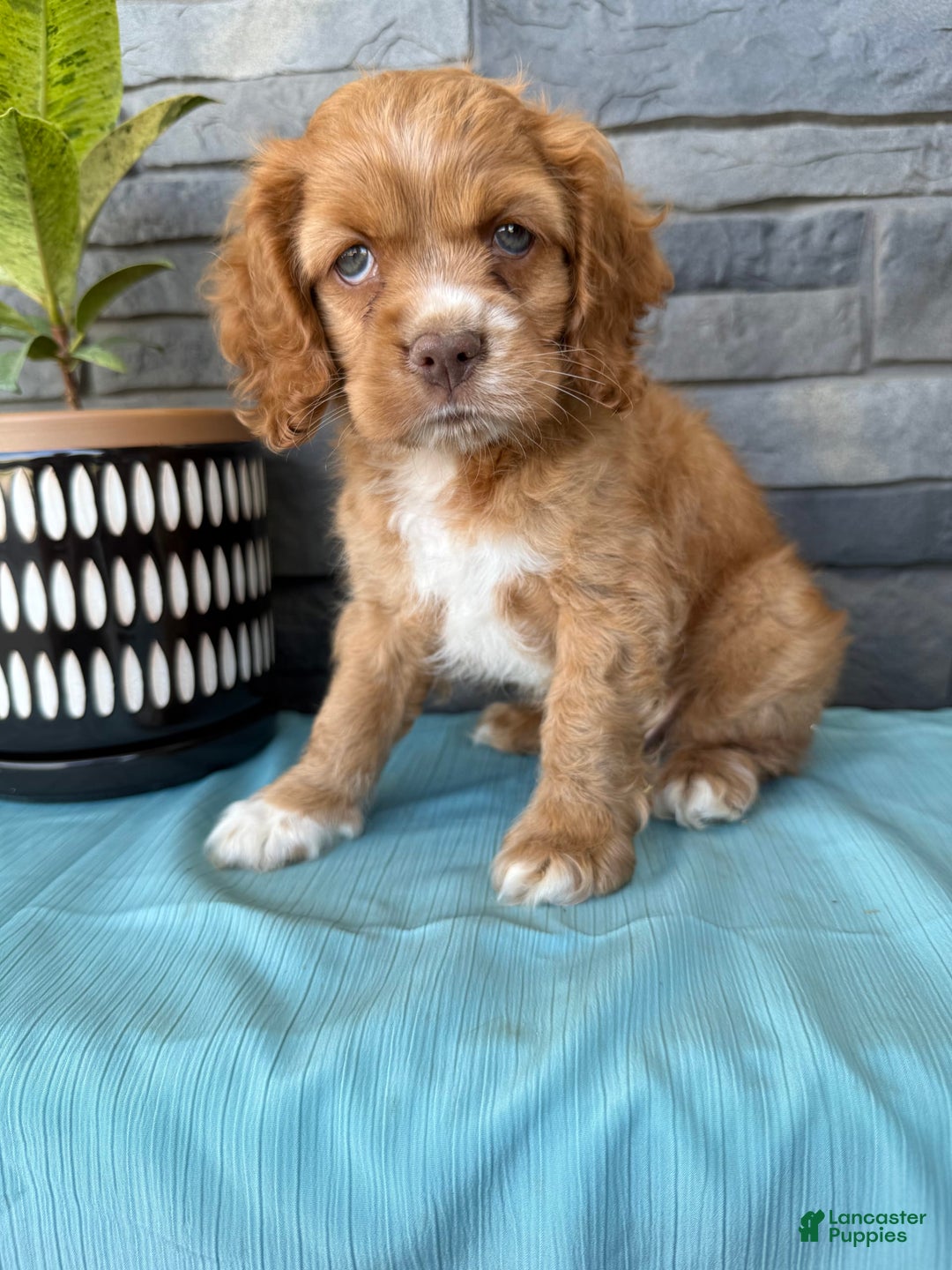 Cocker Spaniel dogs for sale: Tommy - Image 14