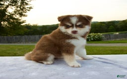 Pomsky dogs for sale: Raina - Image 5